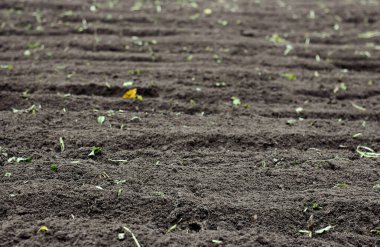 Sebze bahçesine sürülmüş toprak. Tecavüz bitkisi üzerine sürülmüş toprak parçası. Tasarımınız için boş model arka plan.