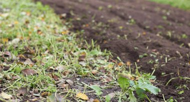 Bir parça arazi. Tecavüz tesisi, tasarım, fotokopi alanı, yakın plan, sonbahar tarım konsepti için boş model arka plan.