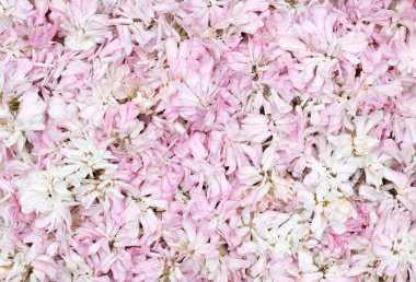 Pembe yabani çiçek tomurcukları desenli arka plan, yaz çiçekleri, çiçekli desen tasarımın için yakın plan, düz yer, tepeden görünüş