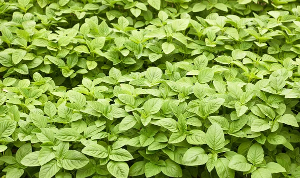 Green amaranth field background, leaf vegetable, cereal plant, source of proteins and amino acids growing in the garden, agriculture and grow your own concept