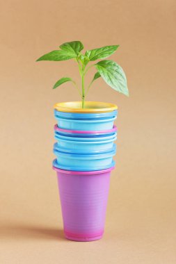 Plastik kaplara fidanlar ekin - kahve ya da içecekten alınan fincanlar, yakın çekim, geri dönüşüm atığı, sürdürülebilir yaşam, sıfır atık, yeniden kullanma kavramını yeniden düşünün
