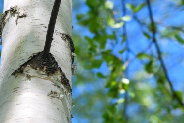 Bahar. Genç yeşilliğin ve parlak mavi gökyüzünün arka planında parlayan, kar beyazı bir huş ağacı gövdesi. Manzara. Geçmişi. Bulanık arkaplan.
