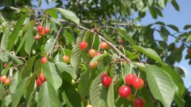 Şube yakın çekim üzerinde kırmızı kiraz