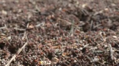 Bir karınca yuvası yakın çekim içinde orman karıncalar