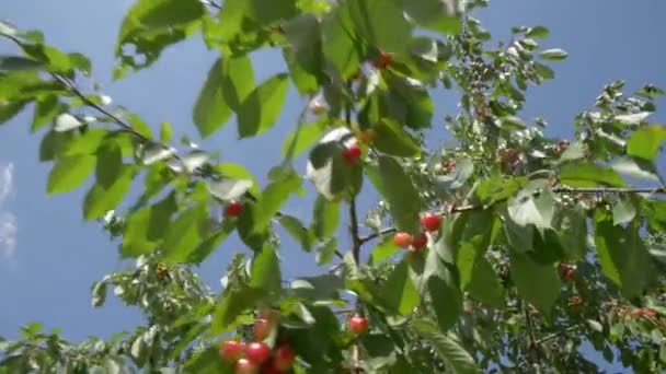 Cerezas rojas en un primer plano de rama — Vídeo de stock