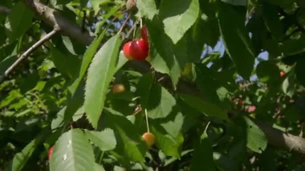 Cerezas rojas en un primer plano de rama — Vídeos de Stock