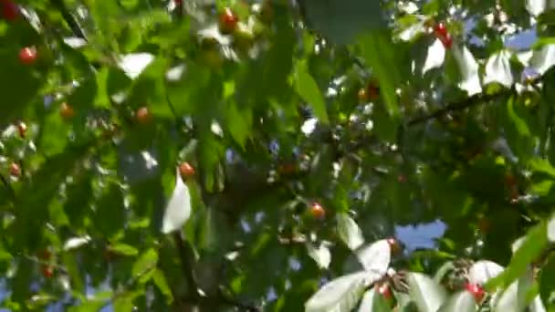 Cerejas vermelhas em um ramo close-up — Vídeo de Stock
