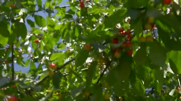 Červené třešně na detail pobočky — Stock video