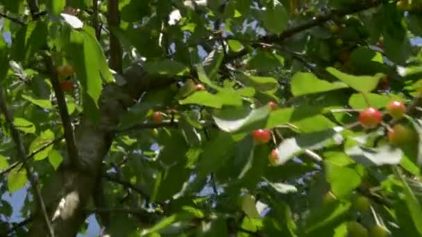 Cerejas vermelhas em um ramo close-up — Vídeo de Stock