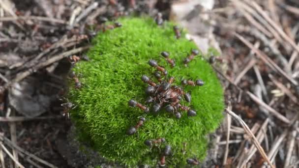 Forest ants in an anthill close-up — Stock Video