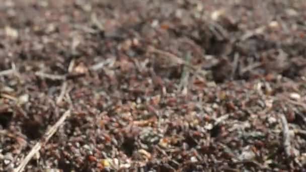 Lesní mravenci v mraveništi detail — Stock video