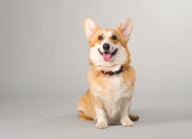 Galce corgi pembroke çekim Studio gri bir arka plan üzerinde köpek