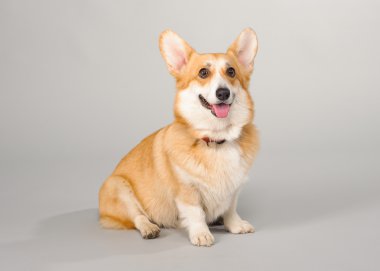 Galce corgi pembroke çekim Studio gri bir arka plan üzerinde köpek