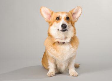 Galce corgi pembroke çekim Studio gri bir arka plan üzerinde köpek