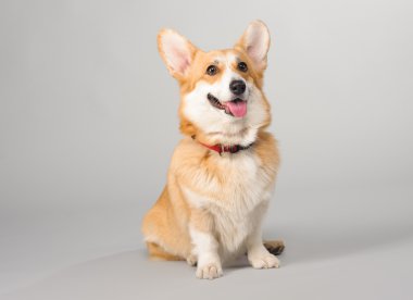 Galce corgi pembroke çekim Studio gri bir arka plan üzerinde köpek