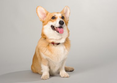 Galce corgi pembroke çekim Studio gri bir arka plan üzerinde köpek