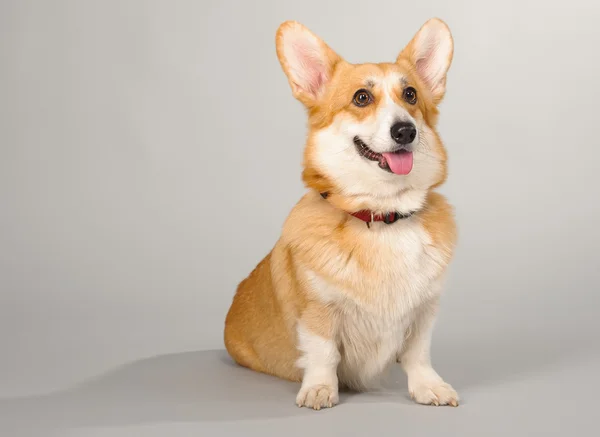 Dog on a gray background in the studio shooting welsh corgi pembroke — Stock Photo, Image
