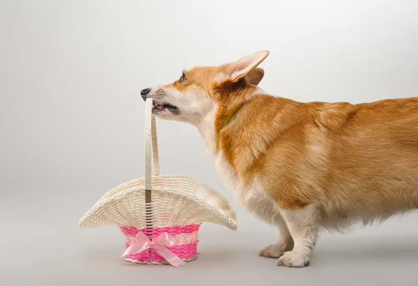 Perro sobre un fondo gris en el estudio de tiro galés corgi pembroke —  Fotos de Stock