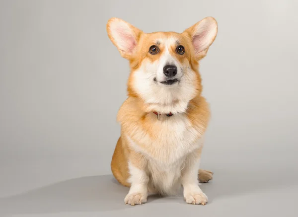 Perro sobre un fondo gris en el estudio de tiro galés corgi pembroke Imágenes De Stock Sin Royalties Gratis