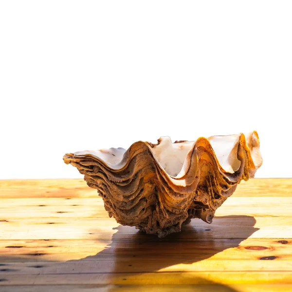 Giant clam — Stock Photo, Image