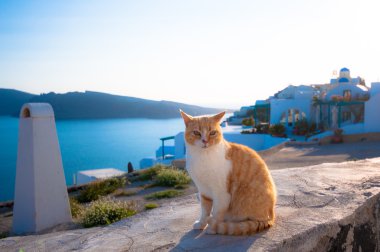 Santorini'de bir kedi