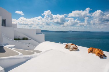 Santorini'de köpekler