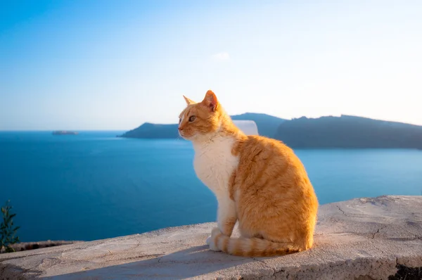 Santorini'de bir kedi