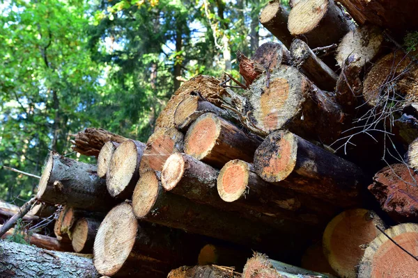 Piled pine tree logs  in forest. Stacks of cut wood. Wood logs, timber logging, industrial destruction. Forests illegal Disappearing. Environmetal concept, illegal deforestation. Soft focus