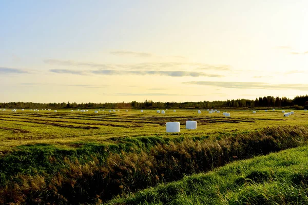 Hay in rolls in white packages on field is stored in open on sunset background. Harvesting dry grass for agriculture. Ecological fuel in straw briquettes. Biofuel production from agricultural residues