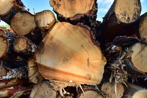 Piled pine tree logs  in forest. Stacks of cut wood. Wood logs, timber logging, industrial destruction. Forests illegal Disappearing. Environmetal concept, illegal deforestation and ecology