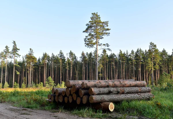 Piled pine tree logs  in forest. Stacks of cut wood. Wood logs, timber logging, industrial destruction. Forests illegal Disappearing. Environmetal concept, illegal deforestation and ecology