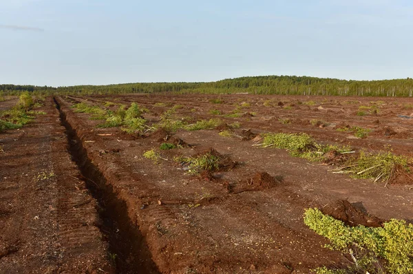 Destruction of trees on peatlands and drainage of peat bogs at extraction site. Development and Drainage of peat bogs. Drilling on bog for oil exploration. Wetlands declining and under threat.