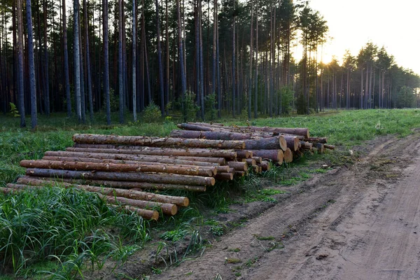 Piled pine tree logs  in forest. Stacks of cut wood. Wood logs, timber logging, industrial destruction. Forests illegal Disappearing. Environmetal concept, illegal deforestation.