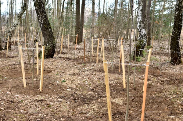 Planting young trees in the forest in the spring season. Ecology and environmental care concept
