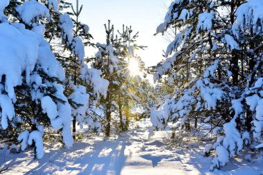 Kışın karda çam ağaçları. Şiddetli kar yağışı sonrası çam ormanı karla kaplıydı. Muhteşem kış manzarası. Vahşi ormanda karla kaplı bir ağaç.