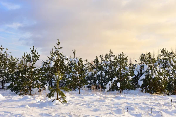 Pine and fir forest covered with snow after strong snowfall. Snow covered green pine trees on the background of sunset and blue sky. Awesome winter landscape. Snow-covered wild forest