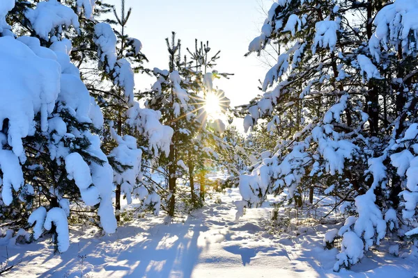 Kışın karda çam ağaçları. Şiddetli kar yağışı sonrası çam ormanı karla kaplıydı. Muhteşem kış manzarası. Vahşi ormanda karla kaplı bir ağaç.
