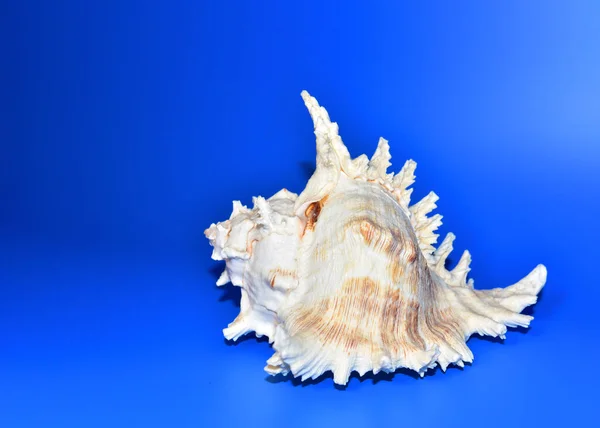 Seashell on a blue background. Sea shells collected on tropical sandy beach from ocean. Mermaid from salt sea water for cosmetic of the spa. Seashell as nautical souvenir. Summer holiday banner