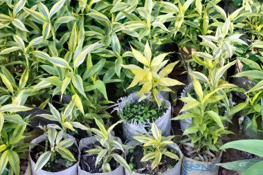 Güzel Yeşil Dracaena Reflexa bitkileri bahçede yetişiyor