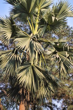 Palmiye ağacının tepesinden yaklaş. Güzel yayılan palmiye ağaçları.