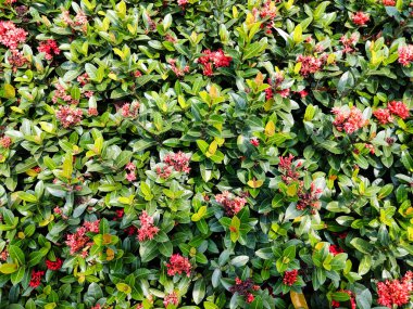 Yapraklara karşı kırmızı renkli birçok küçük çiçek