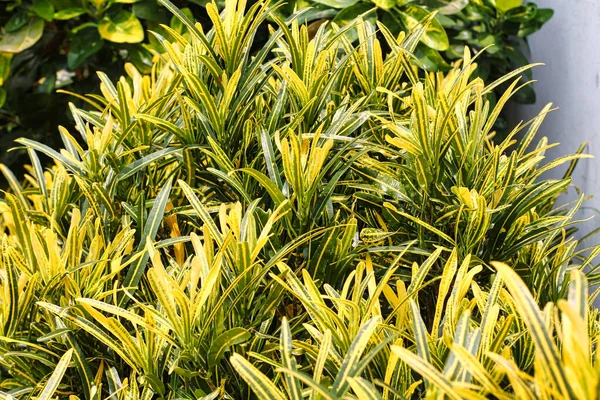 Codiaeum Variegatum Tree Croton Plant Colorful Leaves Yellow Green Leaves — стоковое фото
