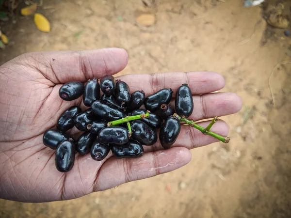 A bunch Of Java Plum's lies on a man's hand on a Sunny day