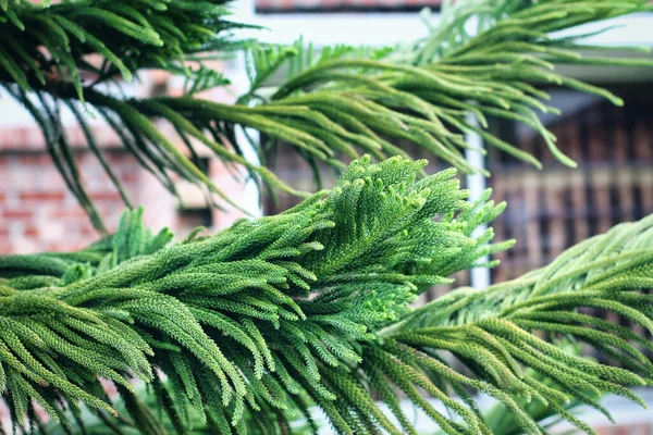 Close Van Norfolk Island Pine Bladeren Achtergrond Mooi Groen Bladerpatroon — Stockfoto