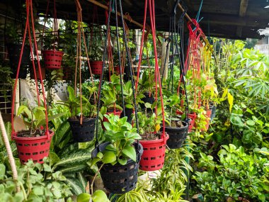 Çocuk bahçesindeki plastik saksılarda asılı canlı bitkiler. Bitki, ağaç ve çiçek satışı. Bitkilerin, ağaçların ve çiçeklerin çeşitliliği.