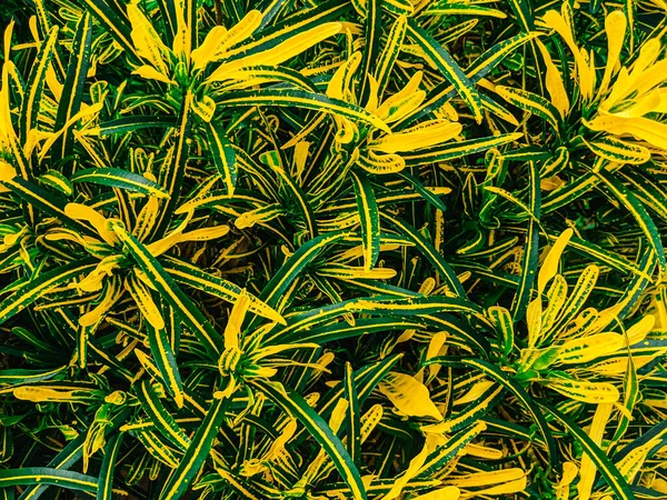 Leafy tropical plant with green and yellow foliage. Natural floral photo background. yellow and green leaves for background and wallpaper.