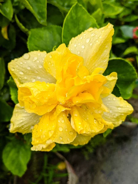 Kvetoucí Žluté Okvětní Lístky Ibišku Rodina Květiny Pokryté Kapkami Letním — Stock fotografie