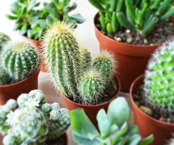 Cactus Succulents Green House Plants Wooden Desk — Stock Photo, Image