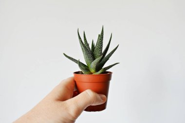 El ele tutuşan haworthia concolor yeşil ev bitkisi kahverengi tencerede beyaz üzerine