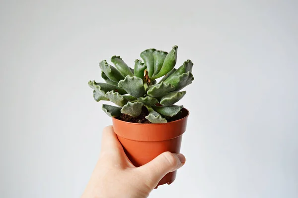 Mão Segurando Adromischus Cooperi Suculento Panela Marrom Sobre Branco — Fotografia de Stock